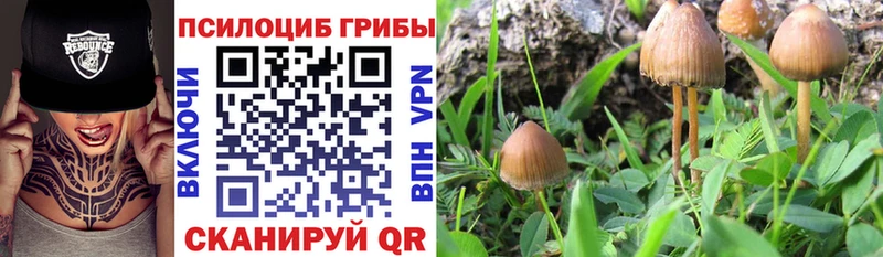 Галлюциногенные грибы Psilocybine cubensis  Купить  Суджа 